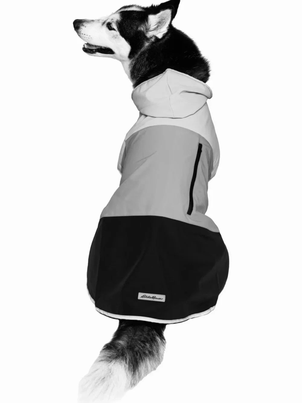 Eddie Bauer PET Ravenna Waterproof Dog Windbreaker Coat